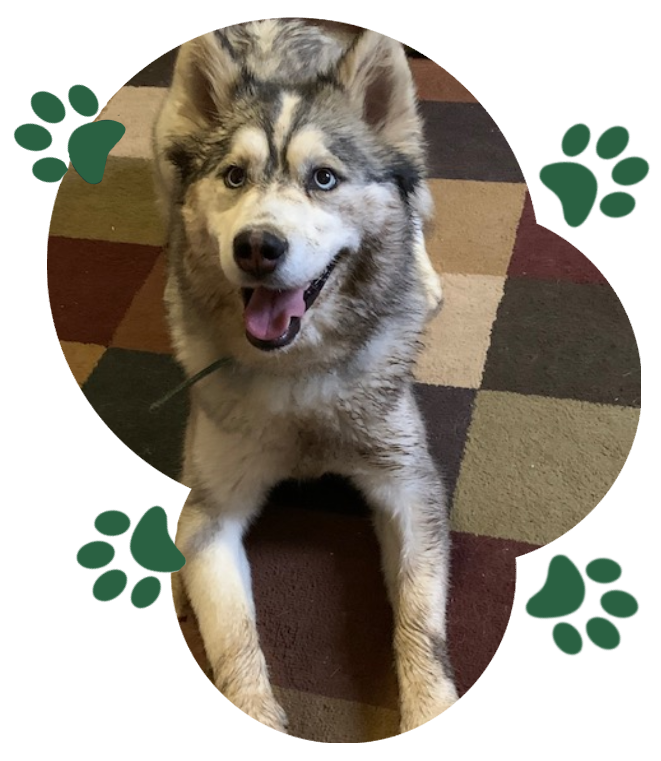 A husky dog is sitting on the floor.