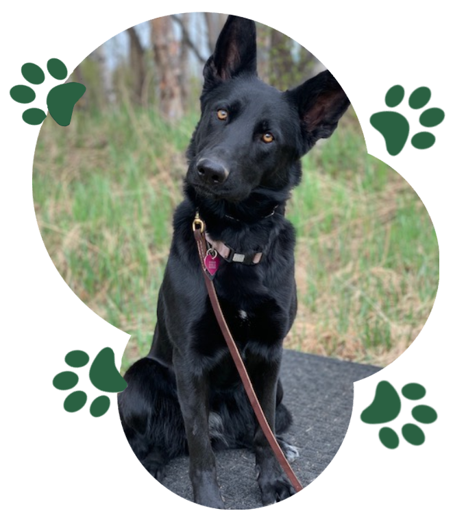 A black dog sitting on top of a tree.