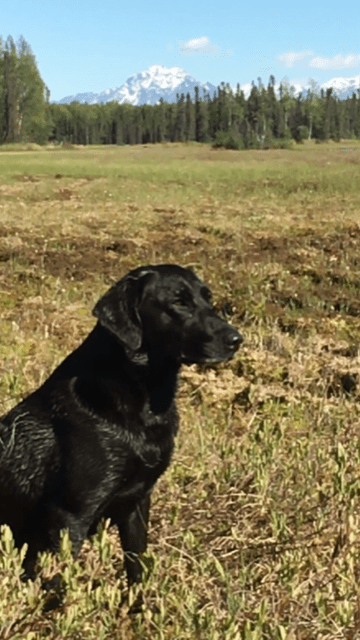 A black dog standing in the middle of a field.