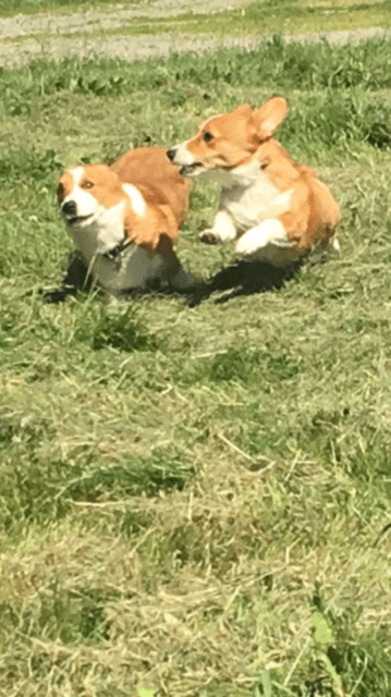 Two dogs are laying in the grass.